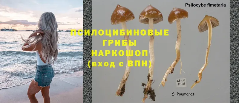 Псилоцибиновые грибы MAGIC MUSHROOMS  сколько стоит  дарк нет телеграм  Константиновск 